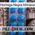 African Black Ant viagra1